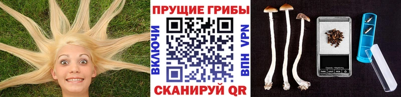 Псилоцибиновые грибы Psilocybe Давлеканово